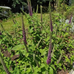 Teucrium hircanicum - Germandrée d'Iran 2