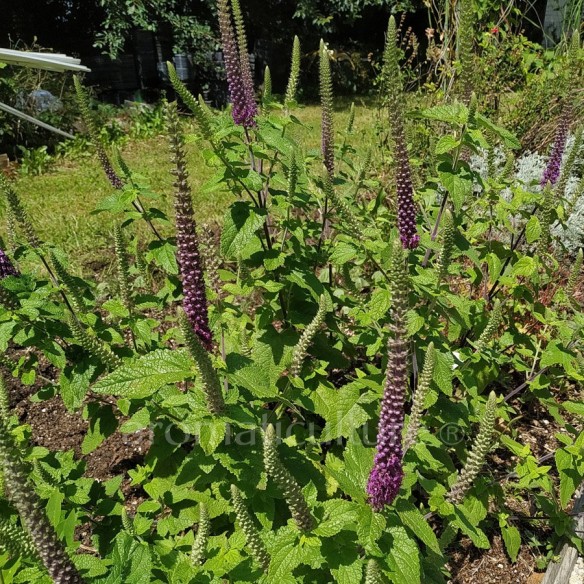 Teucrium hircanicum - Germandrée d'Iran