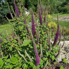 Teucrium hircanicum - Germandrée d'Iran