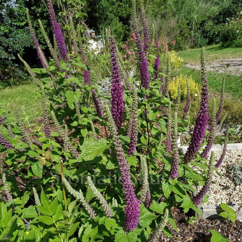 Teucrium hircanicum - Germandrée d'Iran