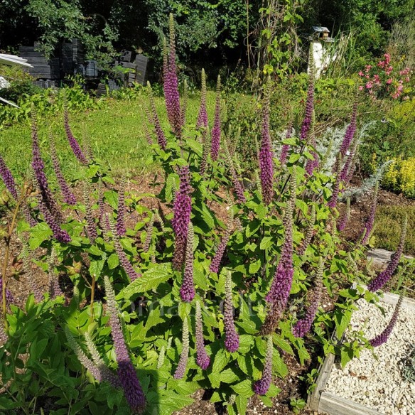 Teucrium hircanicum - Germandrée d'Iran