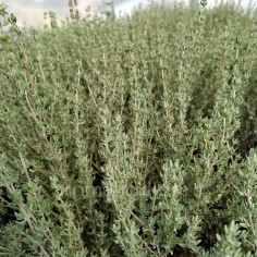 Thymus vulgaris CT Thujanol - Thym à Thujanol