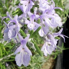 Rosmarinus officinalis var....