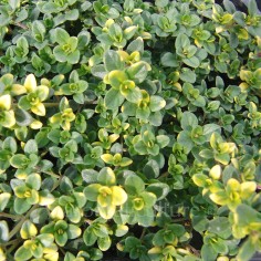 Thymus 'Doone Valley' -...