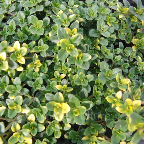 Thymus 'Doone Valley' - Thym citron...