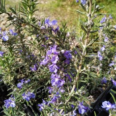 Rosmarinus officinalis...