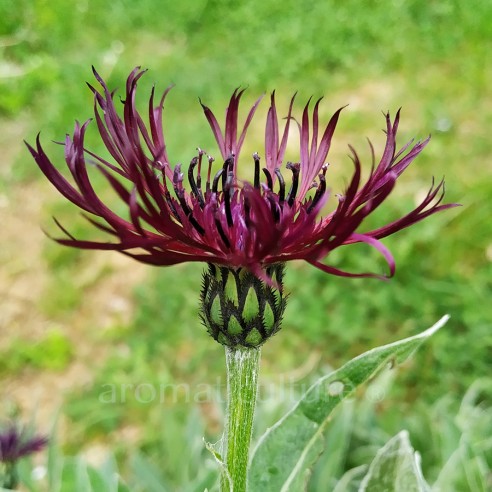 Centaurea montana 'Jordy' - Bleuet...