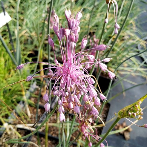 Allium carinatum subsp. pulchellum -...