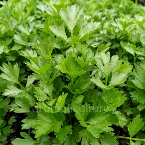 Apium graveolens var. secalinum -...