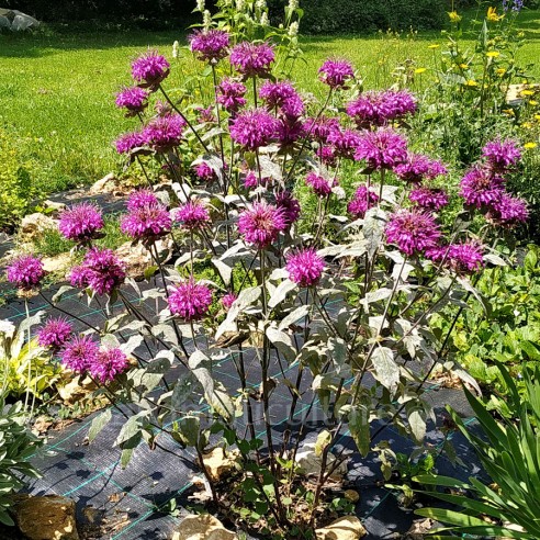 Monarda 'Saxon Purple' - Monarde