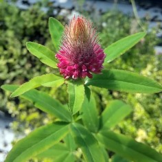 Trifolium rubens - Trèfle rouge
