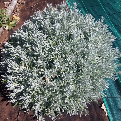 Helichrysum orientale - Immortelle orientale
