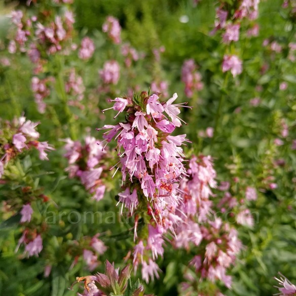 Hyssopus officinalis 'Roseus' - Hysope à fleur rose