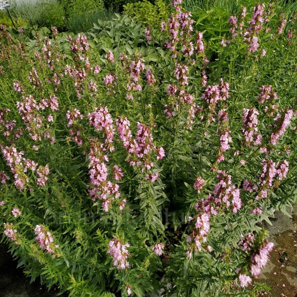 Hyssopus officinalis 'Roseus' - Hysope à fleur rose