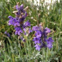 Lavandula angustifolia 'Siesta' - Lavande fine à fleurs bleues