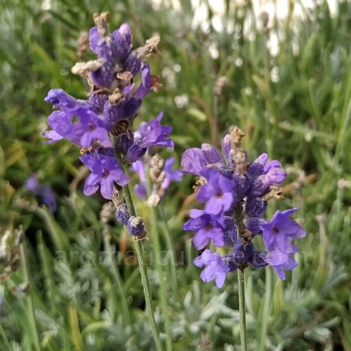 Lavandula angustifolia 'Siesta' - Lavande fine à fleurs bleues