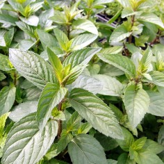Mentha x piperita 'Chocolate' - Menthe chocolat