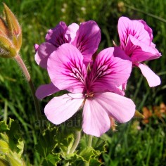 Pelargonium crispum 'Cola' - Pelargonium cola