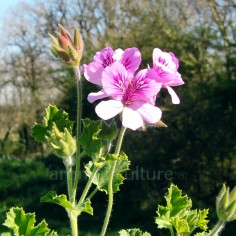 Pelargonium crispum 'Cola' - Pelargonium cola 2