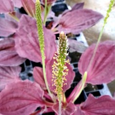 Plantago major 'Rubrifolia' - Plantain Pourpre