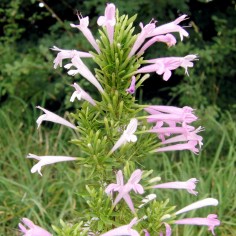 Poliomintha longiflora - Origan des Hopis