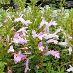 Poliomintha longiflora - Origan des Hopis 2