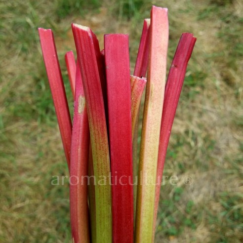 Rheum rhabarbarum 'Victoria' - Rhubarbe à côtes rouges