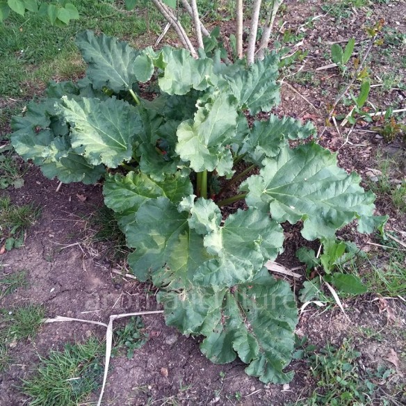 Rheum rhabarbarum 'Victoria' - Rhubarbe à côtes rouges