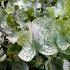 Rumex scutatus 'Silver Shield' - Oseille argentée