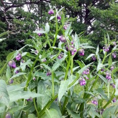 Symphytum officinale - Consoude officinale, C. grande 2