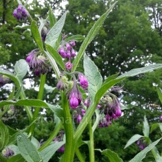 Symphytum officinale - Consoude officinale, C. grande