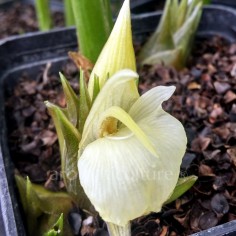 Zingiber mioga - Gingembre mioga 2