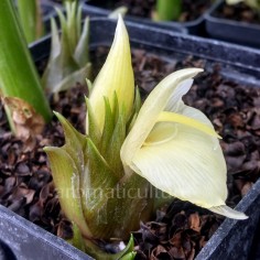 Zingiber mioga - Gingembre mioga