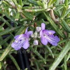 Rosmarinus officinalis... 2