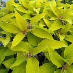 Salvia elegans 'Golden Delicious' - Sauge ananas dorée