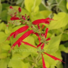 Salvia elegans 'Golden Delicious' - Sauge ananas dorée 2