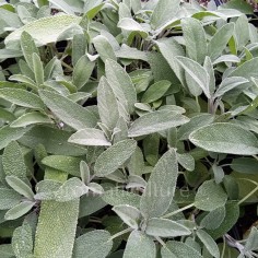 Salvia officinalis 'Extrakta' - Sauge officinale à hauts principes actifs