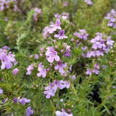 Satureja montana subsp. illyrica - Sarriette Yougoslave