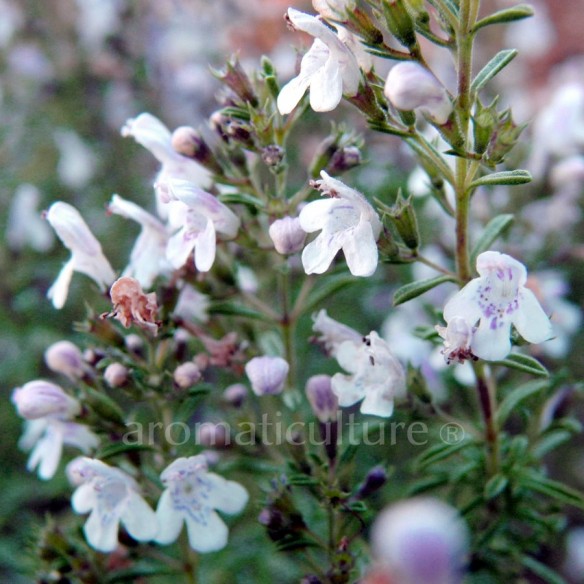 Satureja montana var. citrata - Sarriette citron