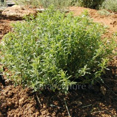 Satureja montana var. citrata - Sarriette citron