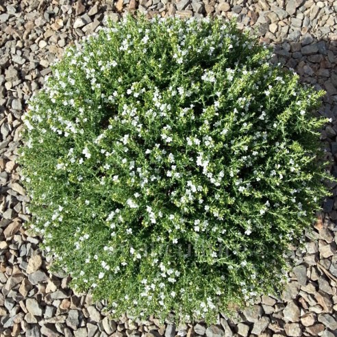 Satureja parnassica - Sarriette du Mont Parnasse