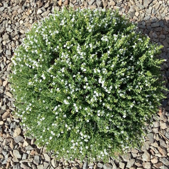 Satureja parnassica - Sarriette du Mont Parnasse