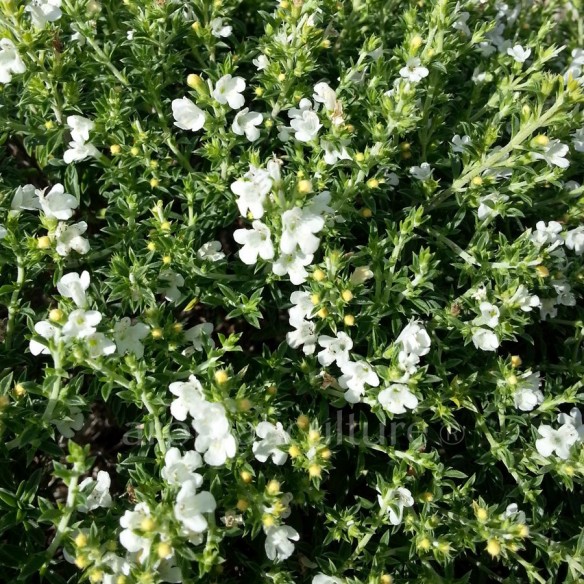 Satureja parnassica - Sarriette du Mont Parnasse