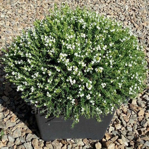 Satureja parnassica - Sarriette du Mont Parnasse