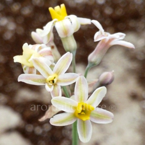 Tulbaghia cernua - Tulbaghia blanc à cœur jaune