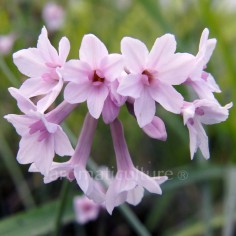 Tulbaghia cominsii x violacea - Tulbaghia florifère