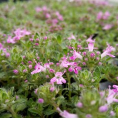 Thymus 'Bressingham' - Thym tappissant