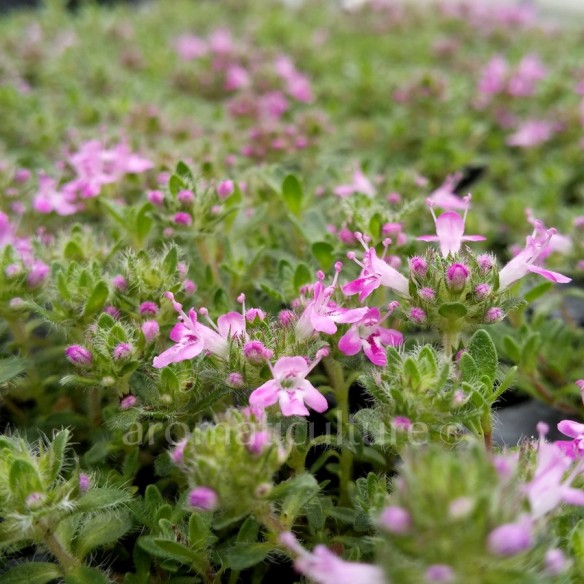 Thymus 'Bressingham' - Thym tappissant