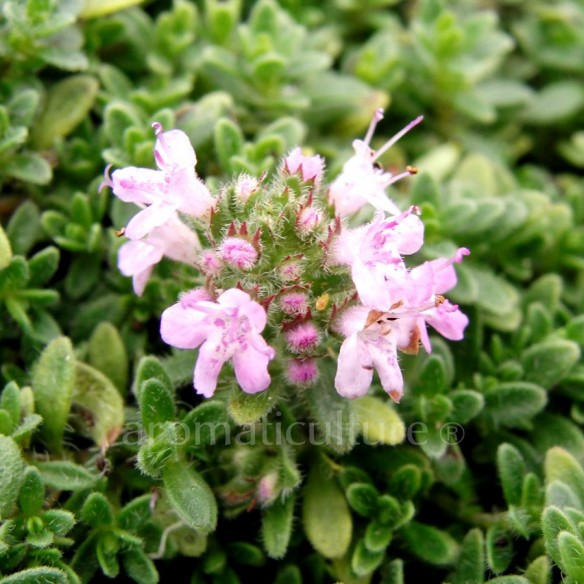 Thymus 'Bressingham' - Thym tappissant