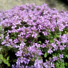 Thymus 'Caborn Lilac Gem' - Thym